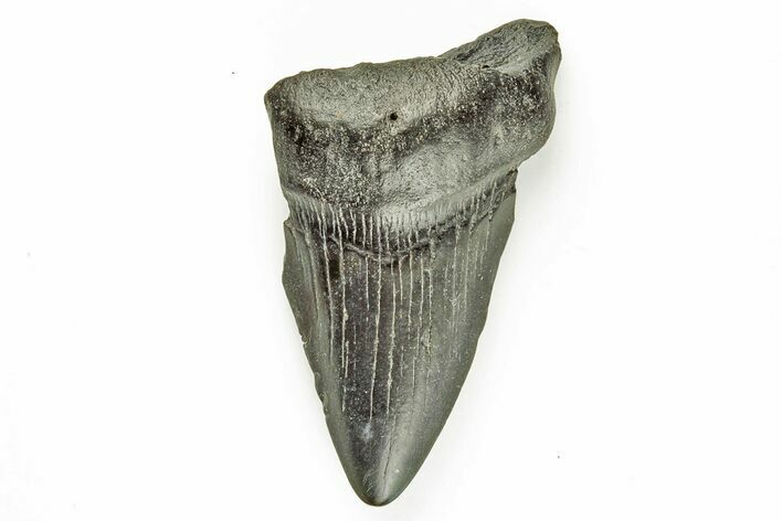 Bargain, Fossil Megalodon Tooth #194088
